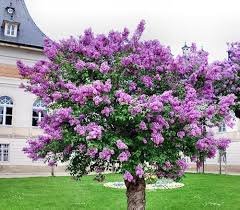 Lilac Tree